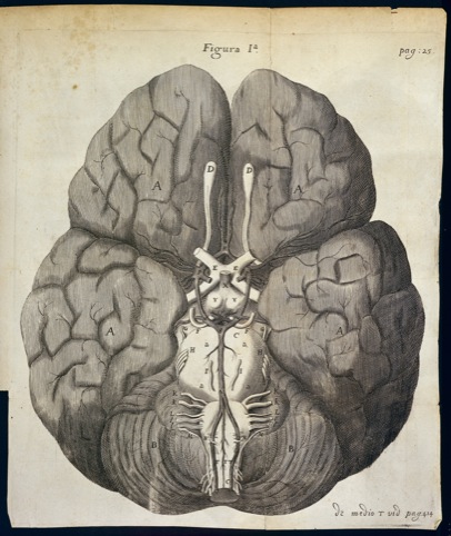 T Willis, Cerebri Anatome 