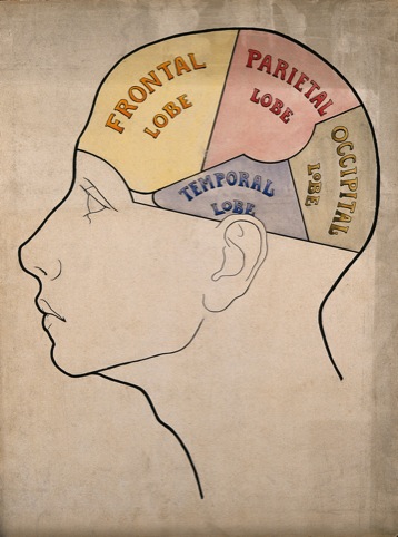 Head divided into four cerebral lobes