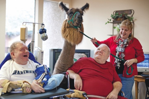 Llama therapy, from the Happiness issue