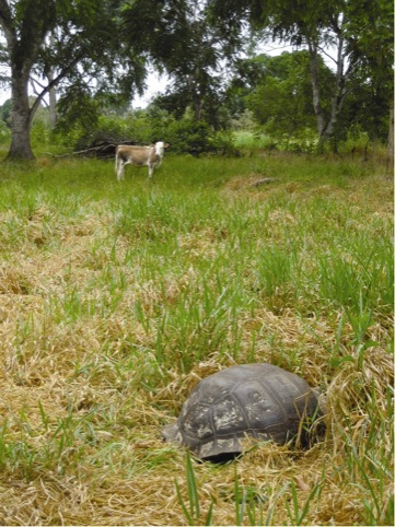 Grazing tortoise and cow on the Galapagos, Dorothy Cross 2007