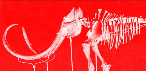 Skeleton of a Mammoth Imperator, or Imperial Mammoth