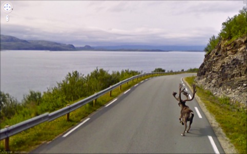 A reindeer running down Rv888, Finnmark, Norway, 2010. 