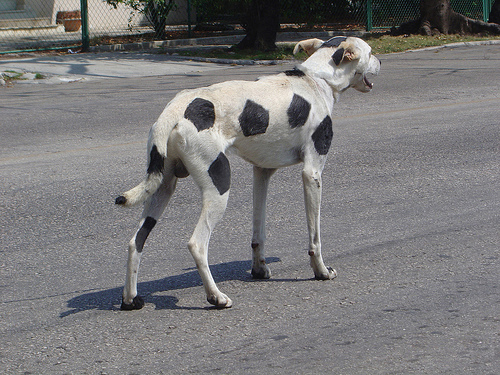 Perro Balon, Ariel Orozco, 2003. 