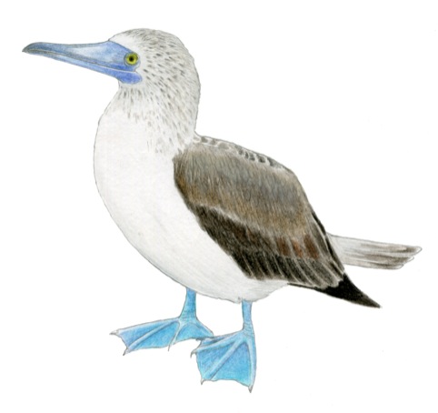 Blue footed booby