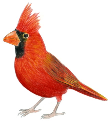 Cardinal