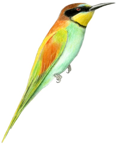 European bee eater