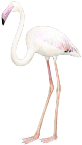 Greater flamingo