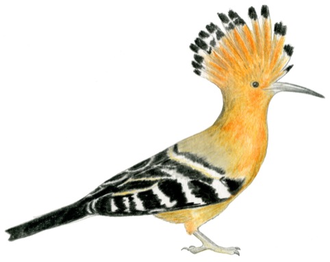 Hoopoe