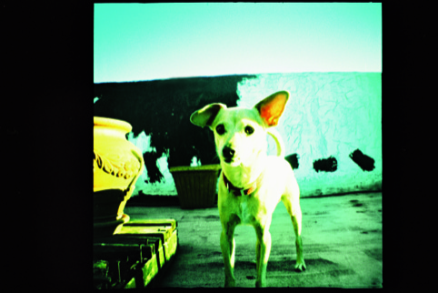 A nice Lomo snap of a little dog