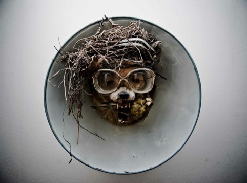 Taxidermy by Charlie Tuesday Gates