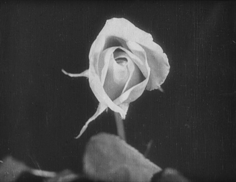 Birth of a Flower, director Percy E Smith, 1910