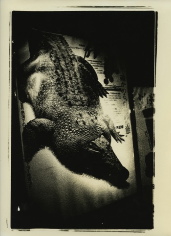 Daido Moriyama Atagawa 1971 © Daido Moriyama. Courtesy of Michael Hoppen Gallery and Taka Ishii Gallery Tokyo