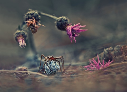 Welcome to the World of the Spider, by Krasimir Matarov, winner in the Nature & Wildlife category