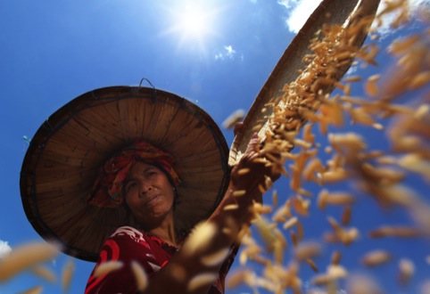 Alamsyah Rauf, Farmer Under the Sun, 2012