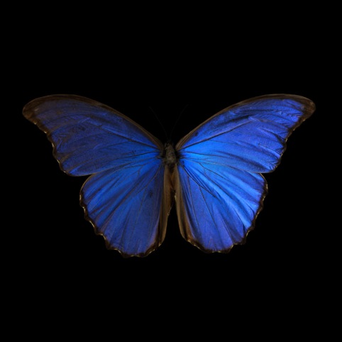 Morpho Amathonte 0005, 2012