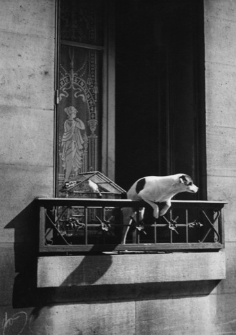 Paris, 1926, Dog out of Window 