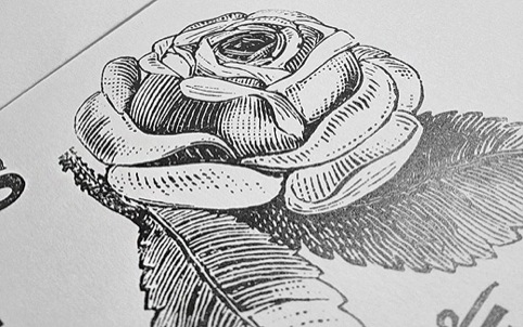 A rose illustration