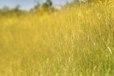 Corn fields promo still