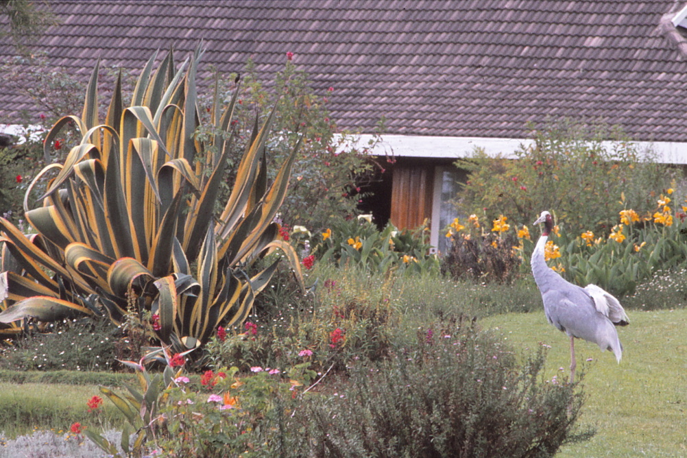 Herbie the heron at a crossroad