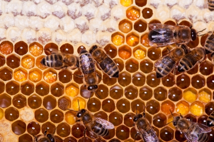 Honey Bees