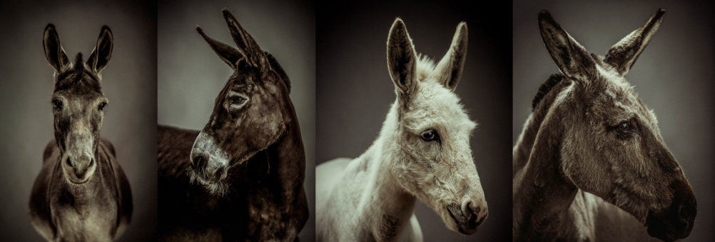 Donkey photographs by Jonathan Oakes