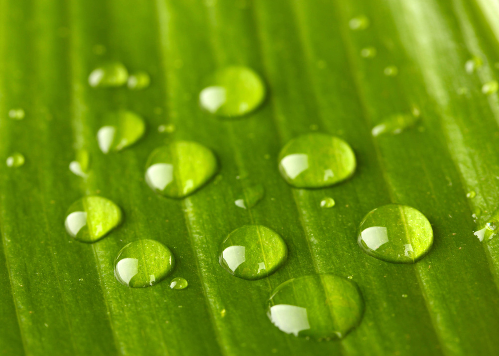 A nonporous Lotus leaf