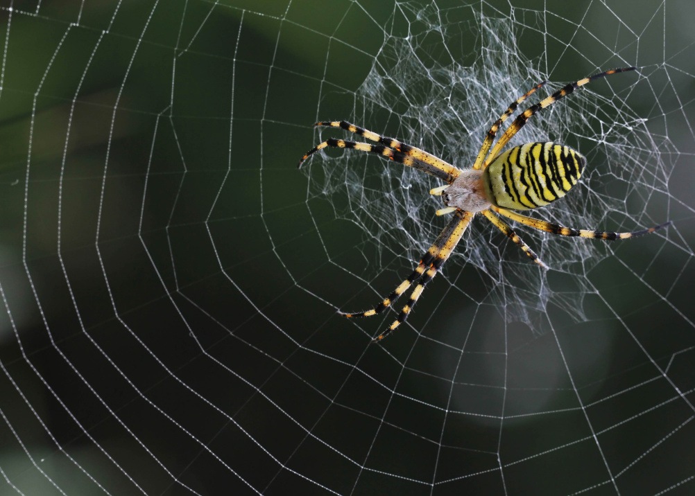 Spider silk, stronger than steel