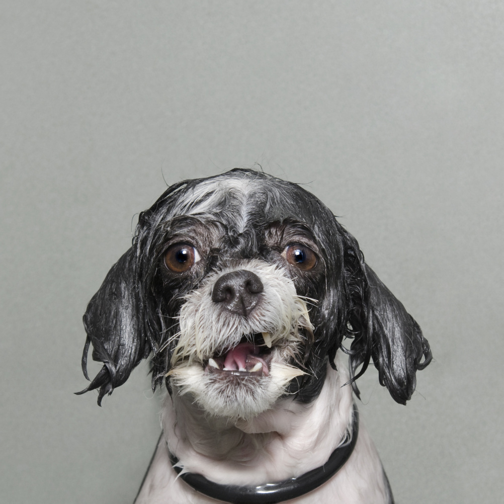 Caught mid-bath, a Wet Dog tries to save the last bit of dignity he has. By Sophie Gamand