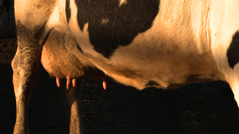 Marianna Simnett, still from 'The Udder' 2014.