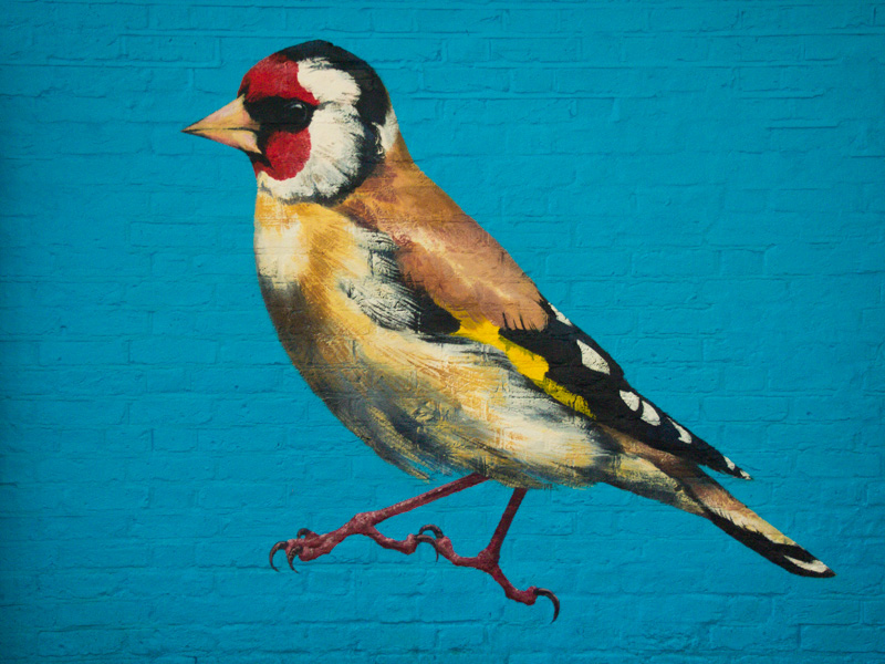 Goldfinch