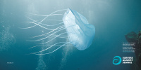 SAS Jellyfish