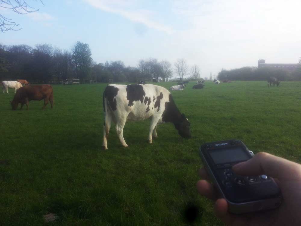 Recording cows on the Town Moor for use in the project