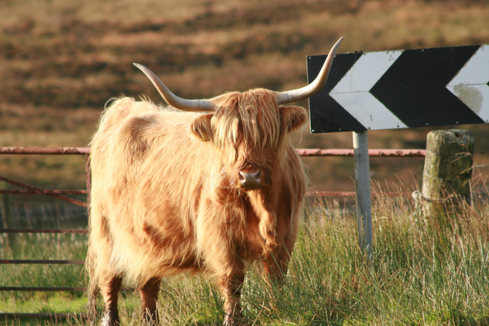 Highland Cow 