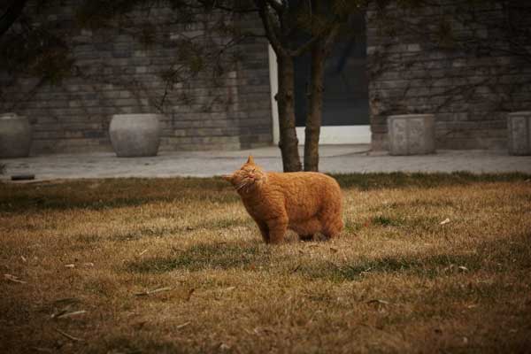 Ai Weiwei cat
