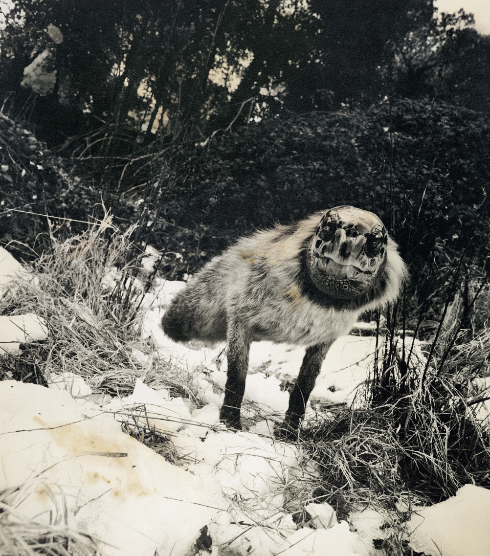 Alopex Stultus from the Fauna series by Joan Fontcuberta and Pere Formiguera, 1987 © Joan Fontcuberta and Pere Formiguera