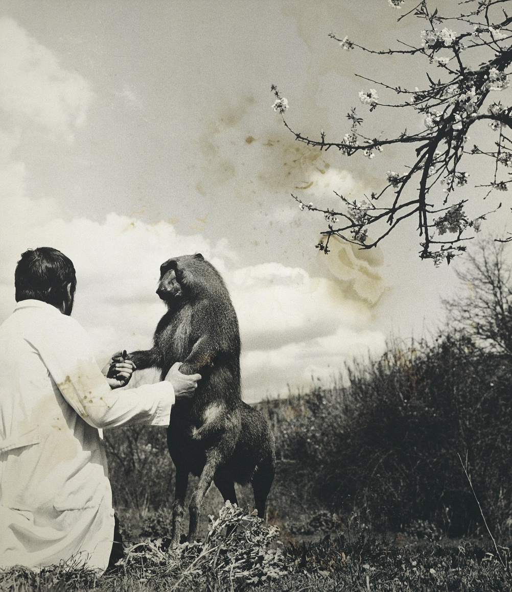 Centaurus Neandertalensis from the Fauna series by Joan Fontcuberta and Pere Formiguera, 1987 © Joan Fontcuberta and Pere Formiguera