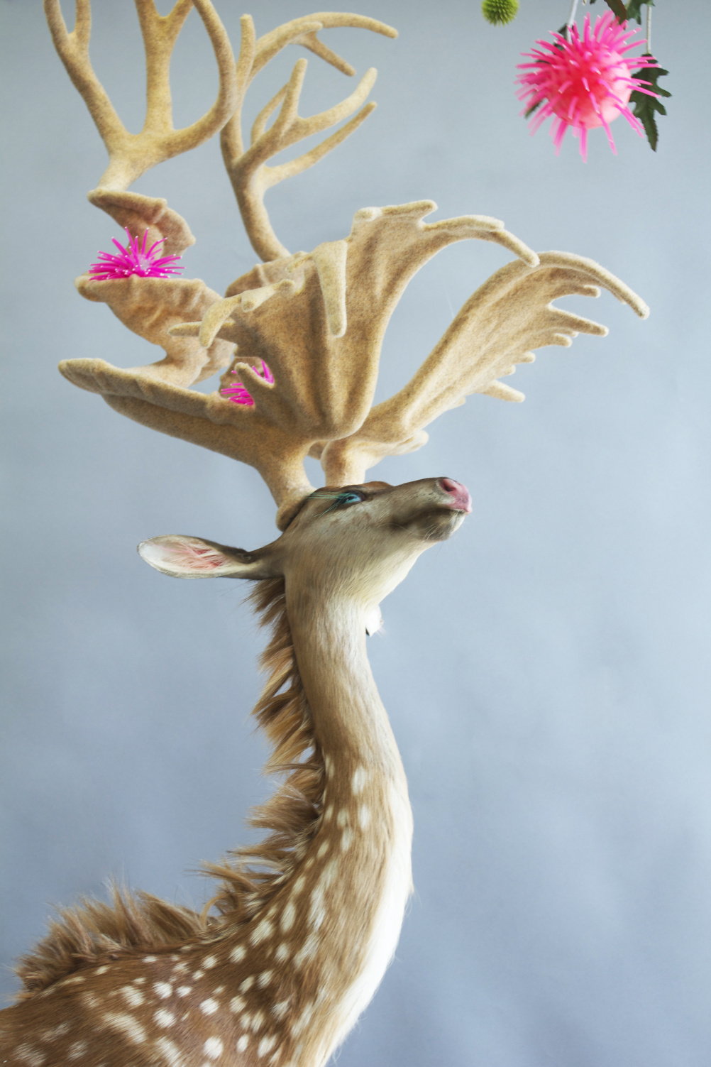 Kathryn Fleming, Superbivore