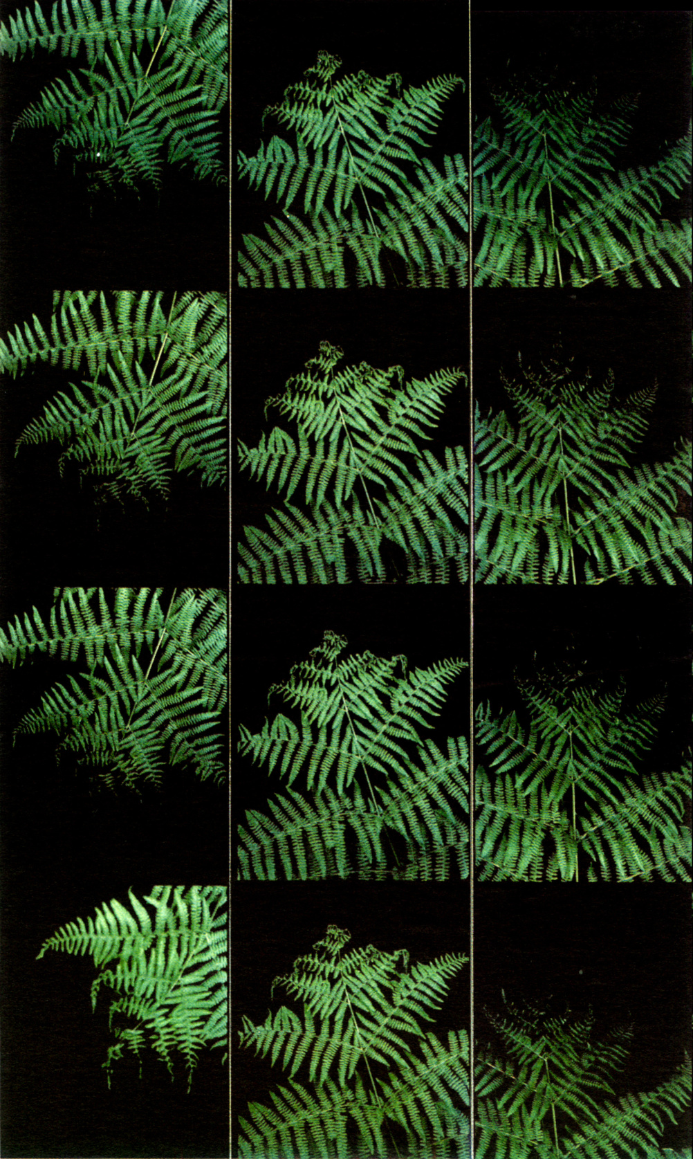 Liz Rideal, Finger Ferns, photobooth photos, 2000