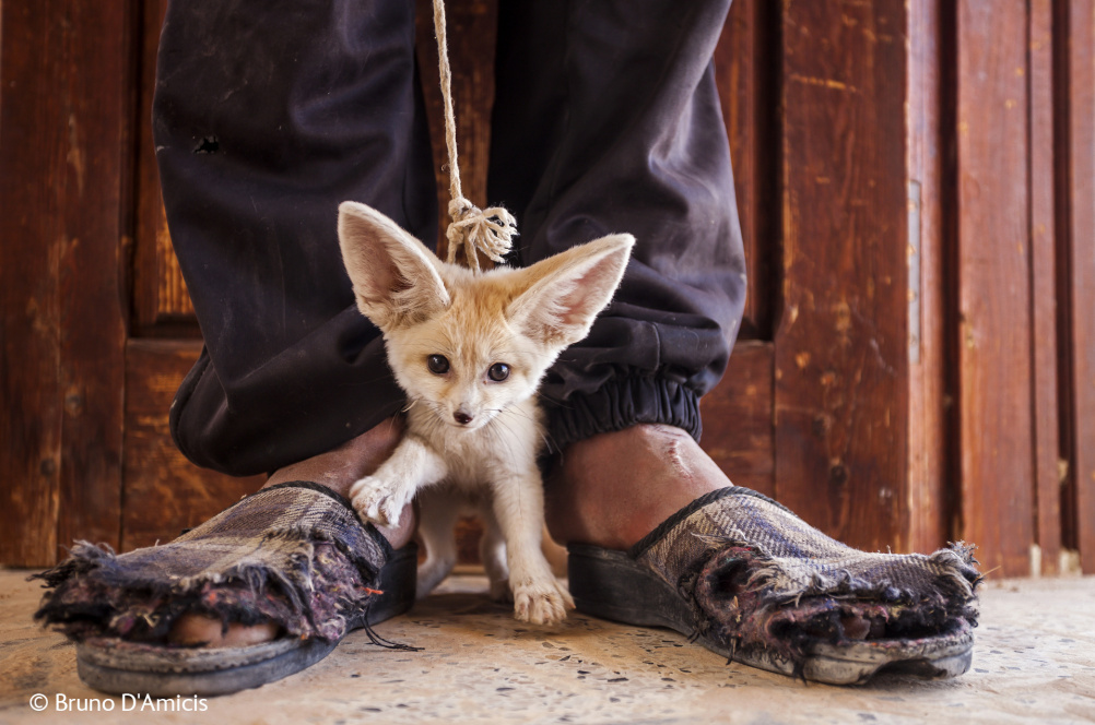 Wildlife Photogrpaher of the Year exhibition 