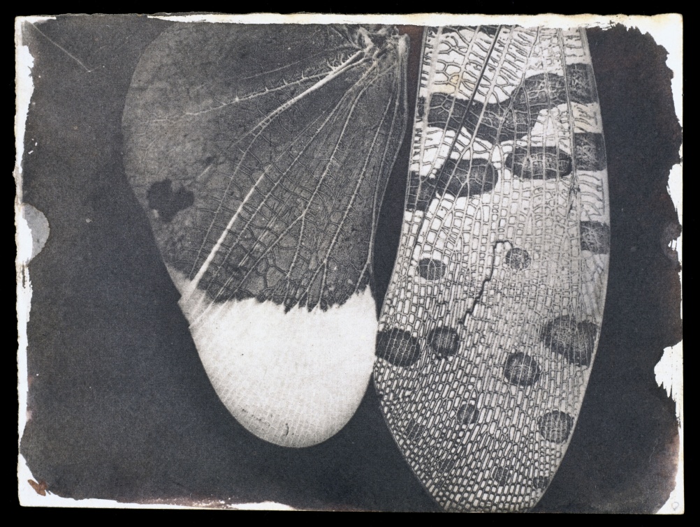 Insect wings, c.1840. William Henry Fox Talbot © National Media Museum SSPL