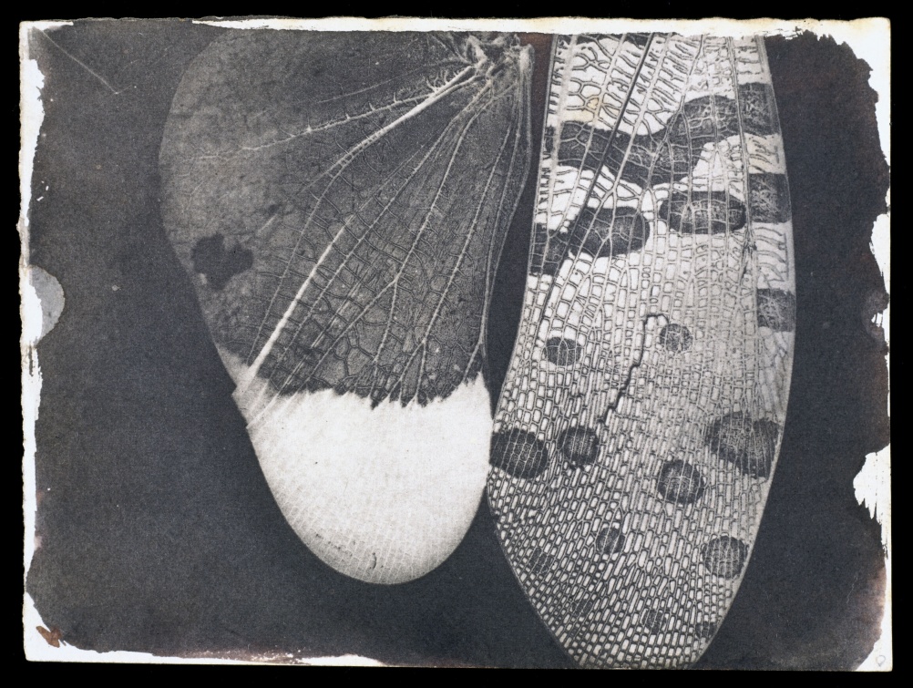 Insect wings, c.1840. William Henry Fox Talbot © National Media Museum  SSPL