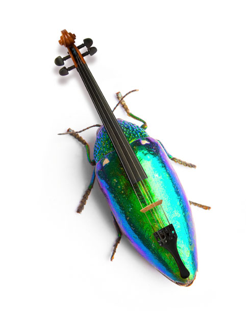 Bug
