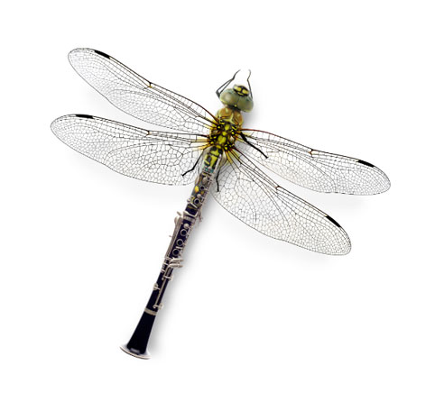 Dragonfly 