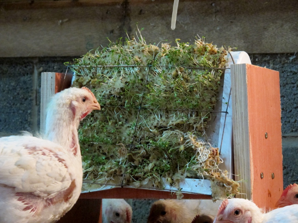 Chicken Run Testing Sprouting Bales