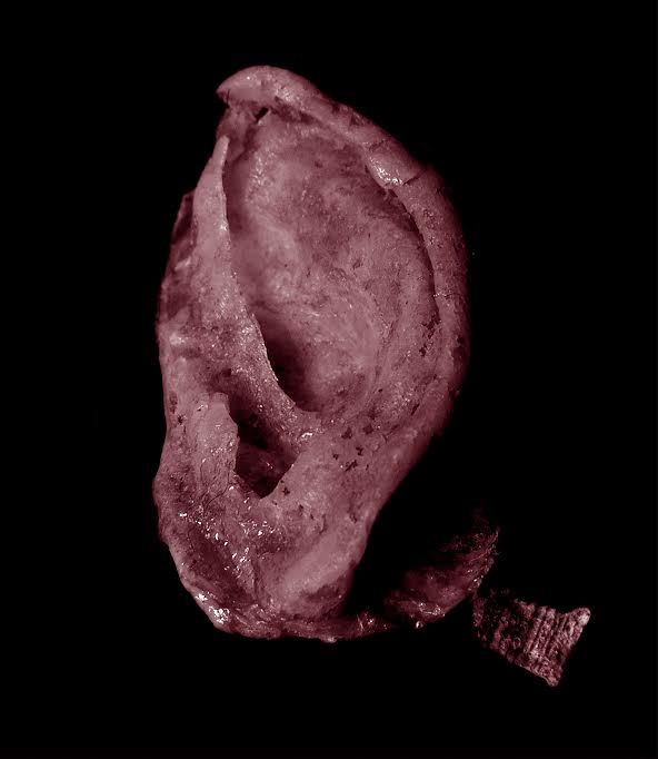 Extra Ear – ¼ Scale, created by The Tissue Culture & Art