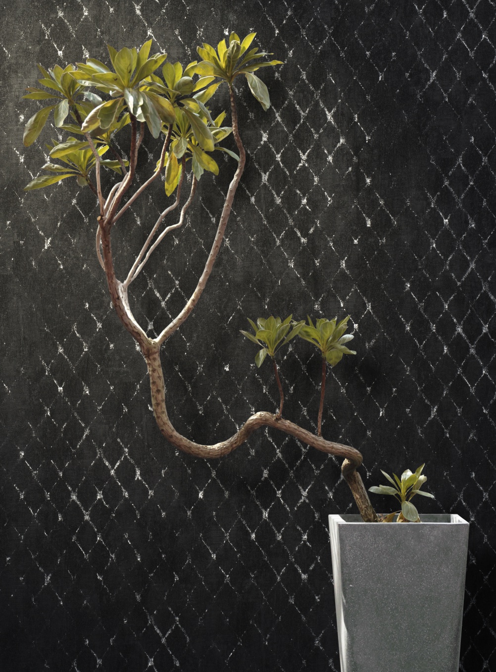 Tektura Final Infinity Trellis