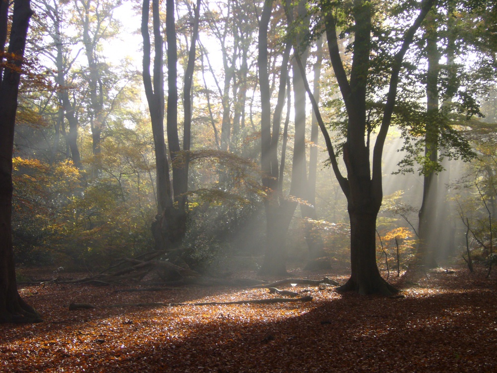 Epping forest. Courtesy of Flickr user Lord Mayor's Appeal