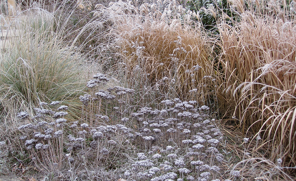 ornamentalgrassesperennialsseedheads-holdshapeinfrost-ChristineSavagephoto