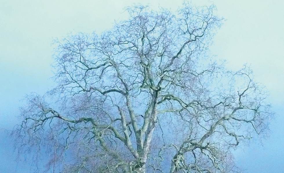 planetree-newyearsky- jackieheraldphoto