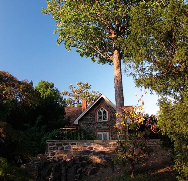 A tree outside an old home